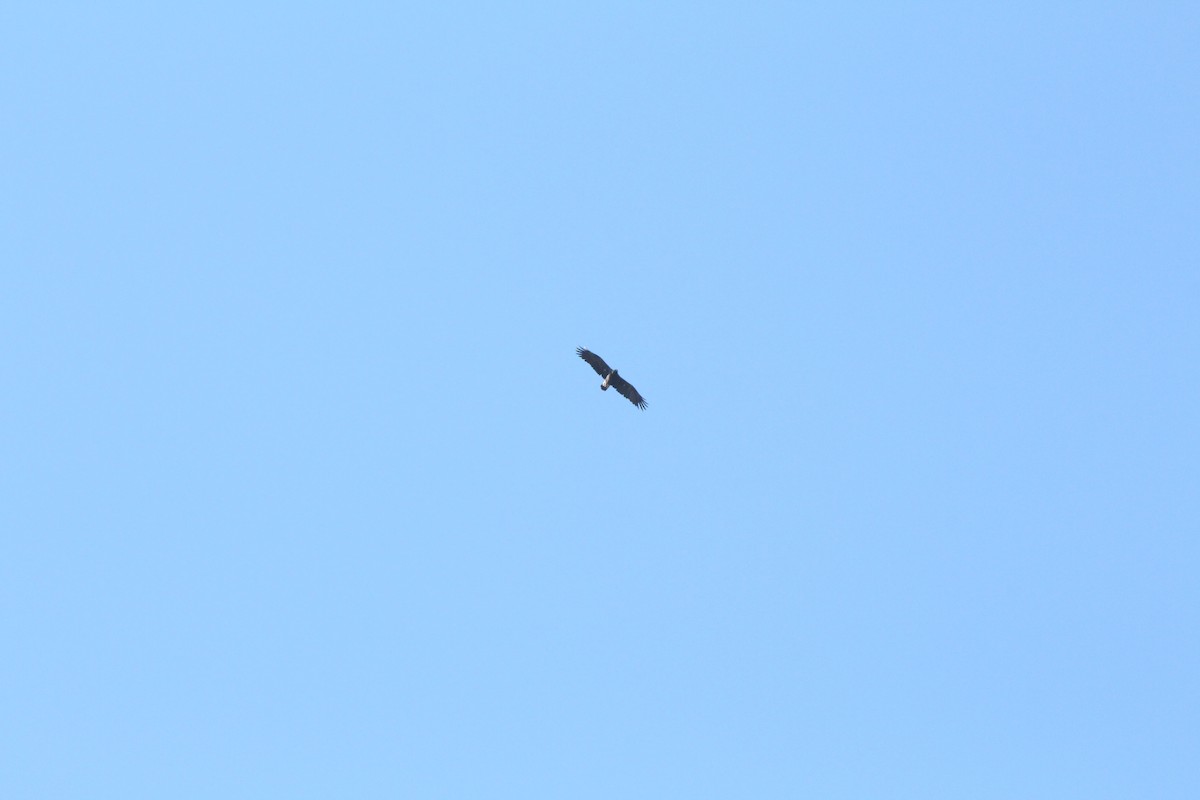 Imperial Eagle - ML614348640