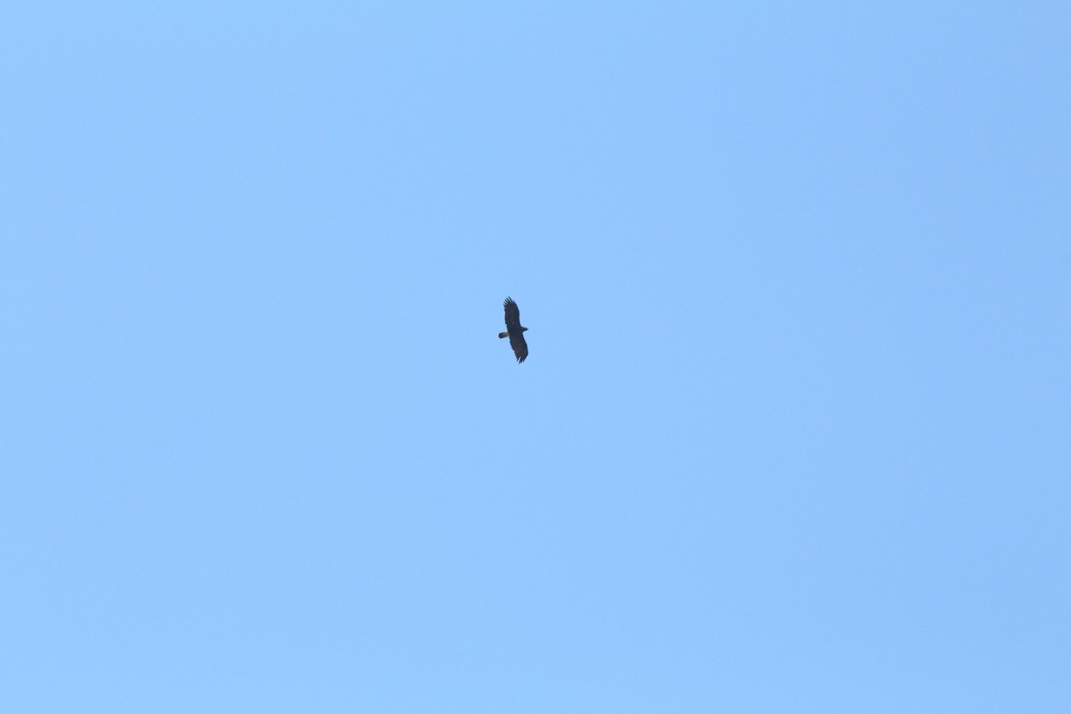 Imperial Eagle - ML614348641