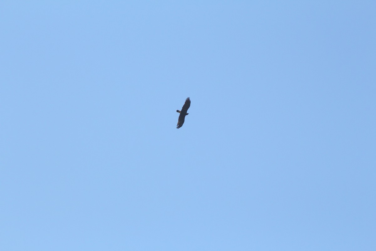 Imperial Eagle - ML614348642