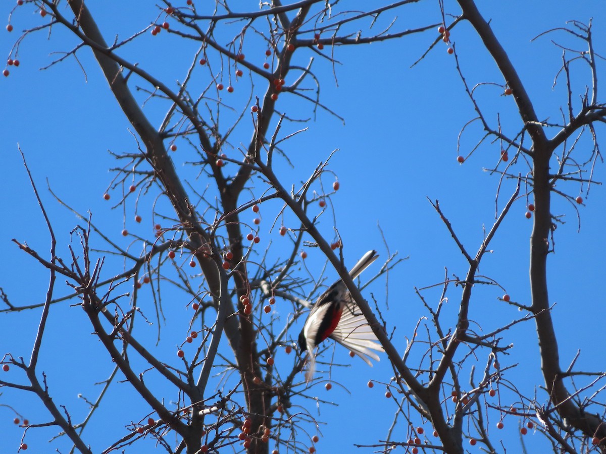 Painted Redstart - ML614348650