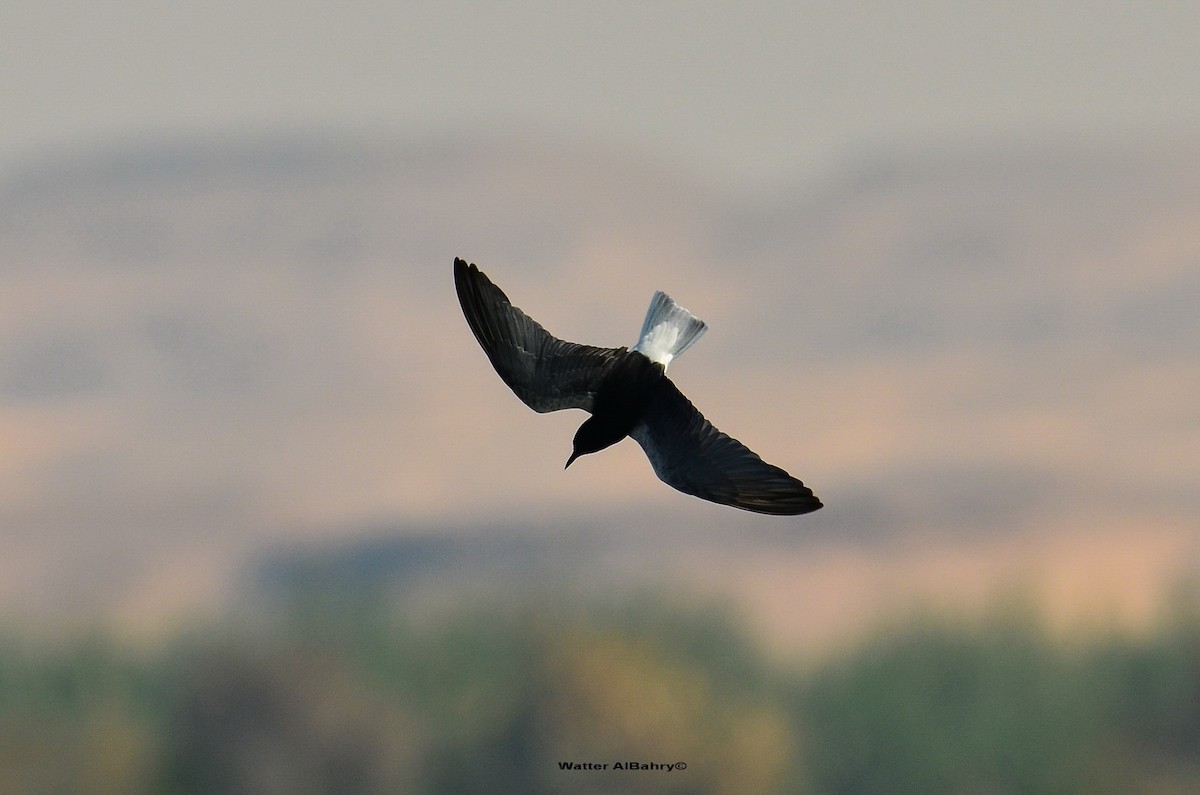 White-winged Tern - Watter AlBahry