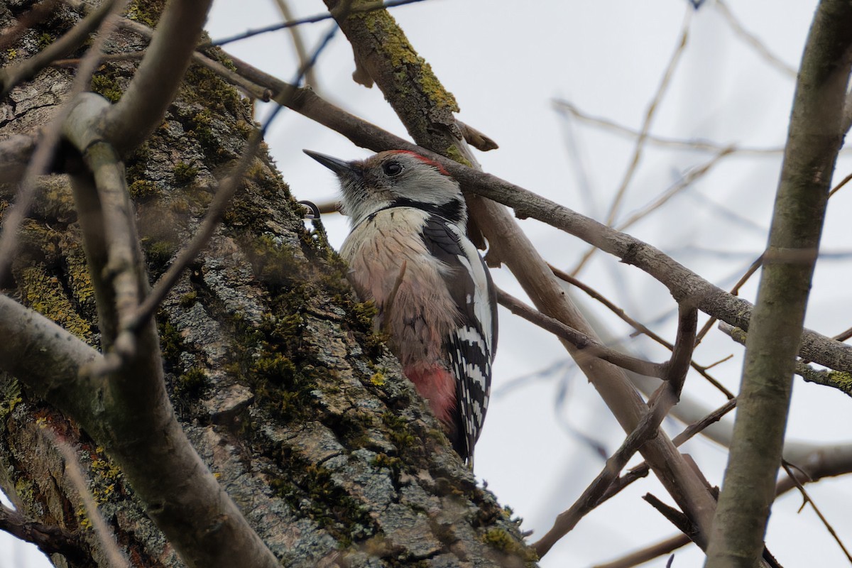 Middle Spotted Woodpecker - ML614348671