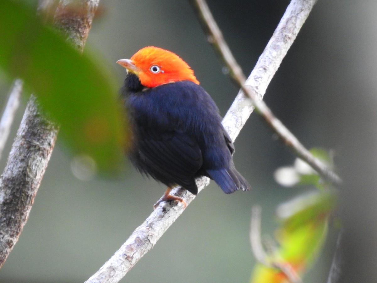 Red-capped Manakin - ML614348697