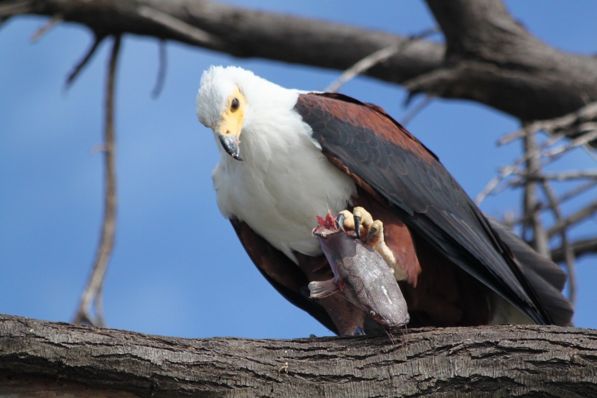 African Fish-Eagle - ML614348698
