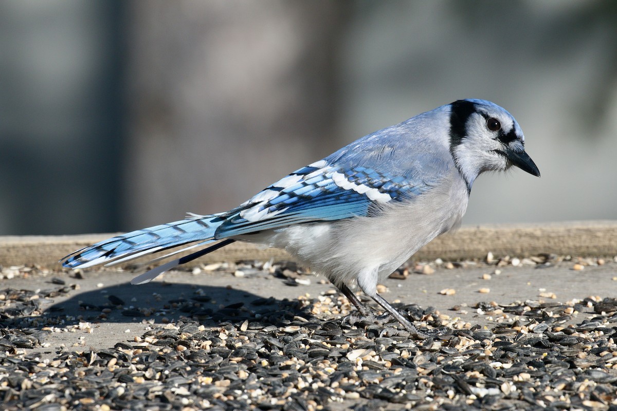 Blue Jay - ML614348702