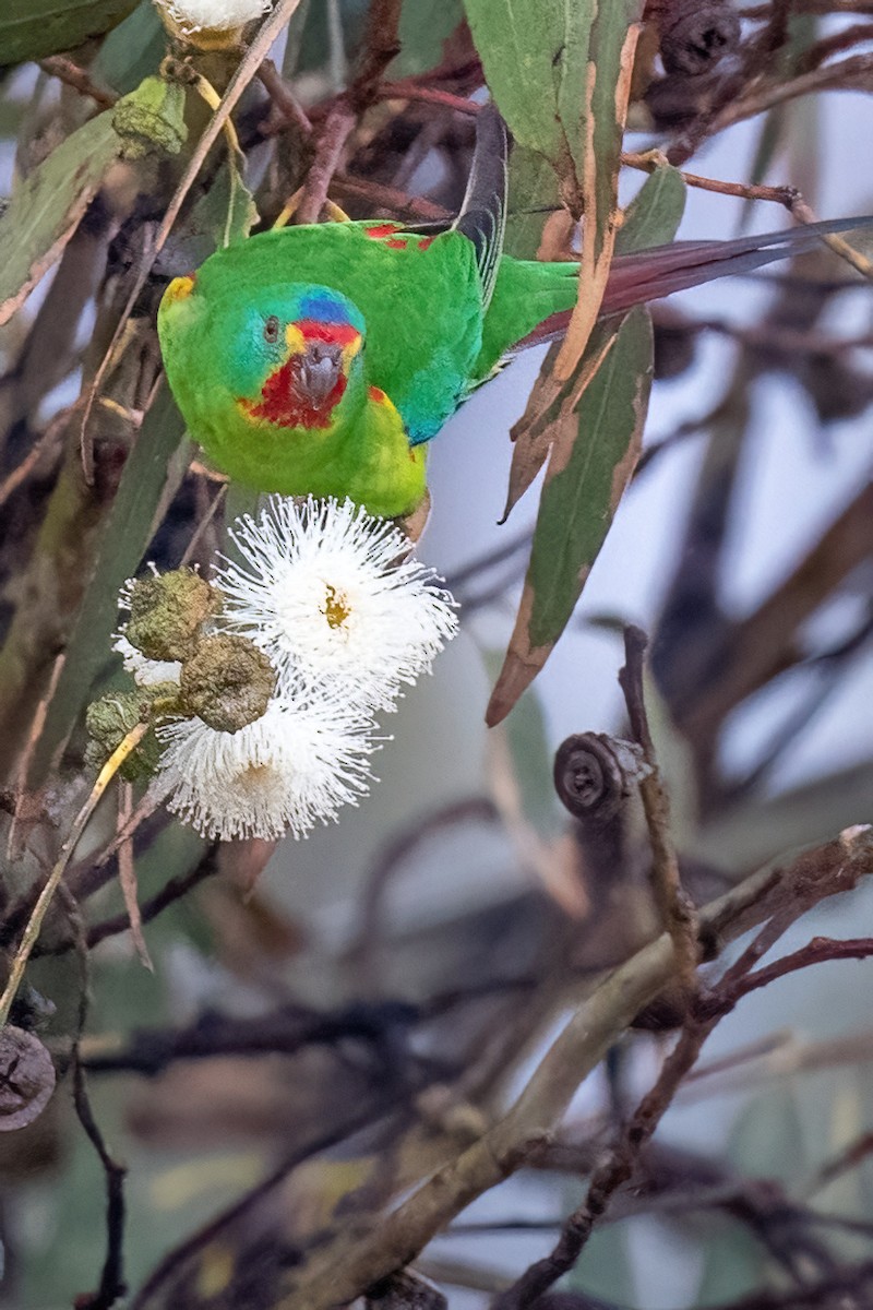 Swift Parrot - James Hoagland