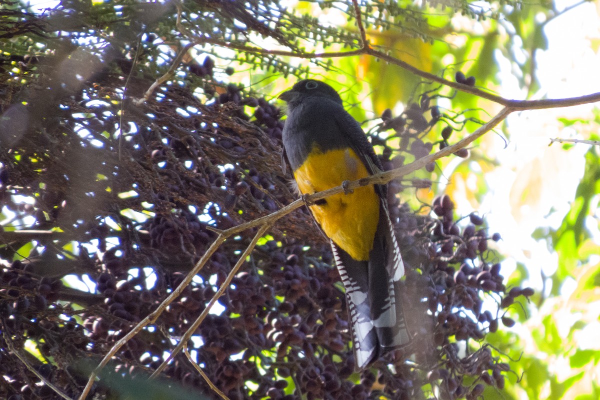Trogón Dorsiverde - ML614348786
