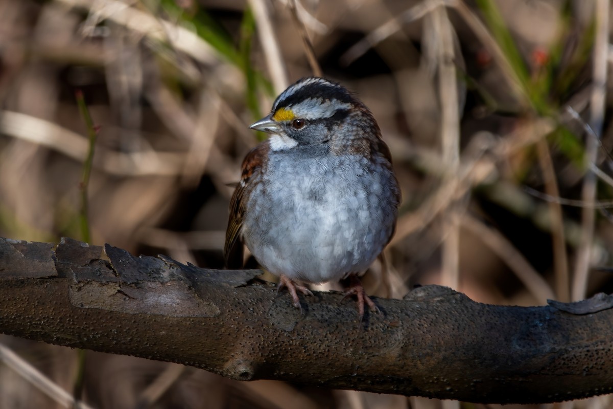 White-throated Sparrow - ML614348881