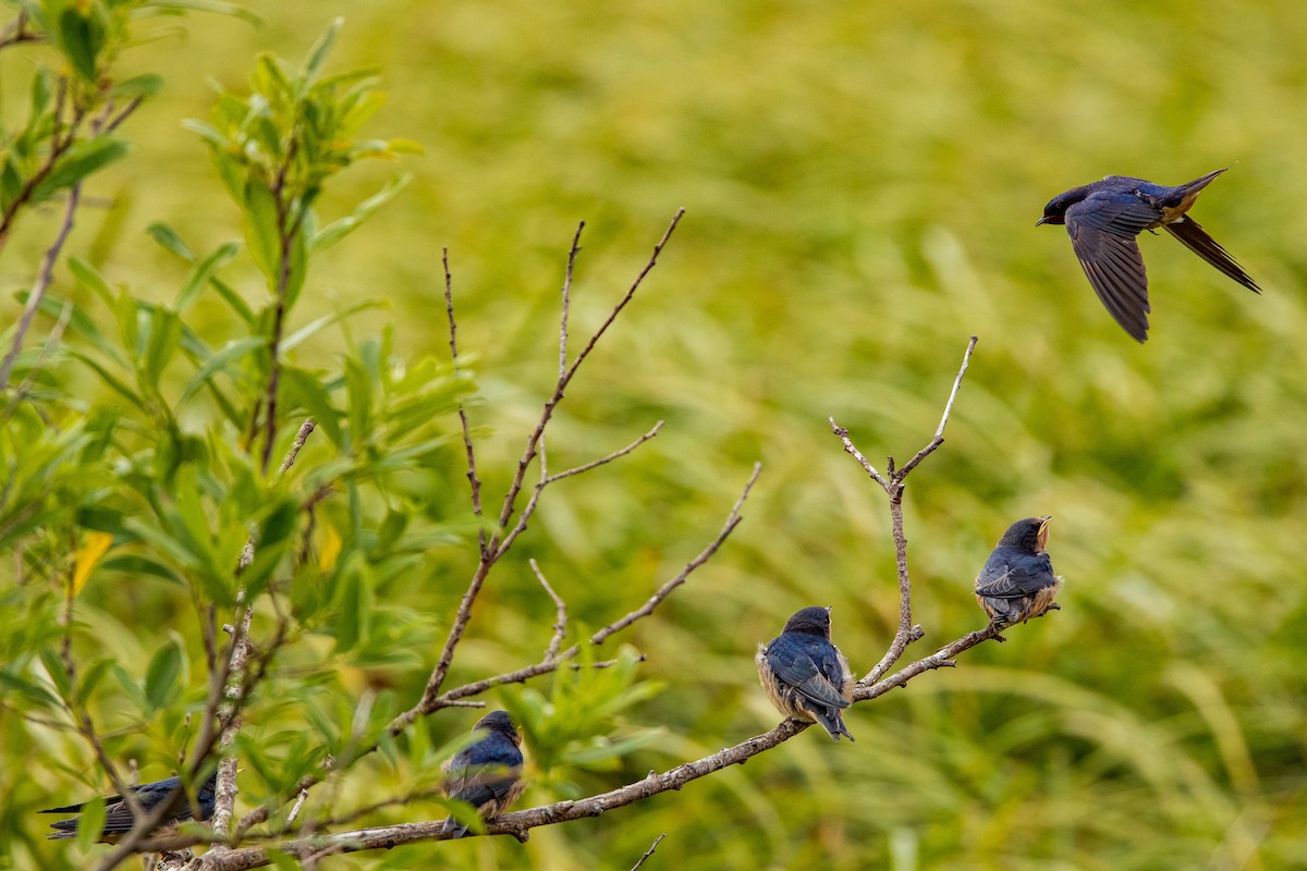 Barn Swallow - ML614348882