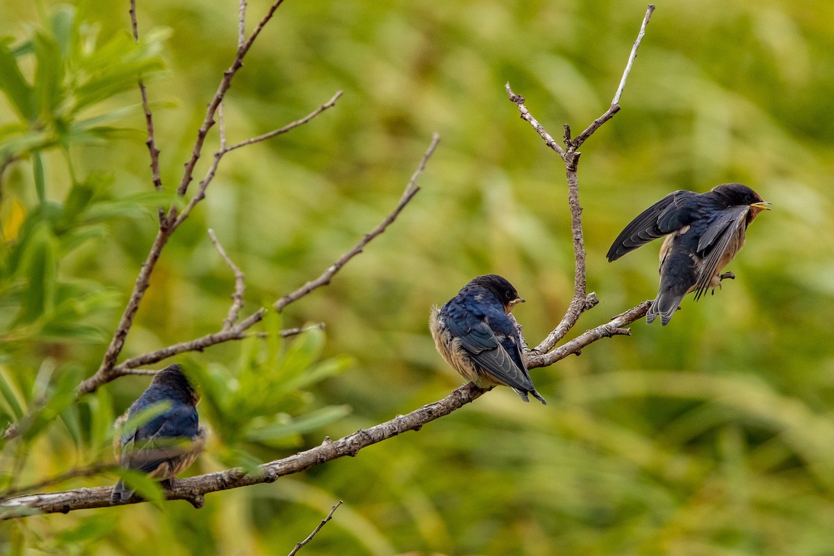 Barn Swallow - David/Mary Phillips