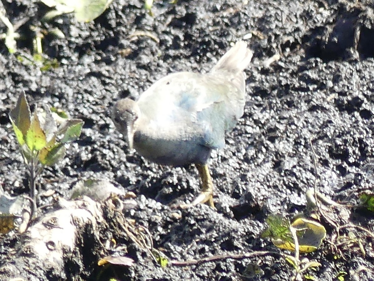 Gray-headed Swamphen - ML614348934