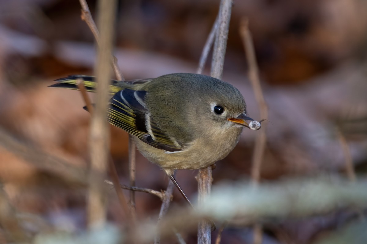 Ruby-crowned Kinglet - ML614348950