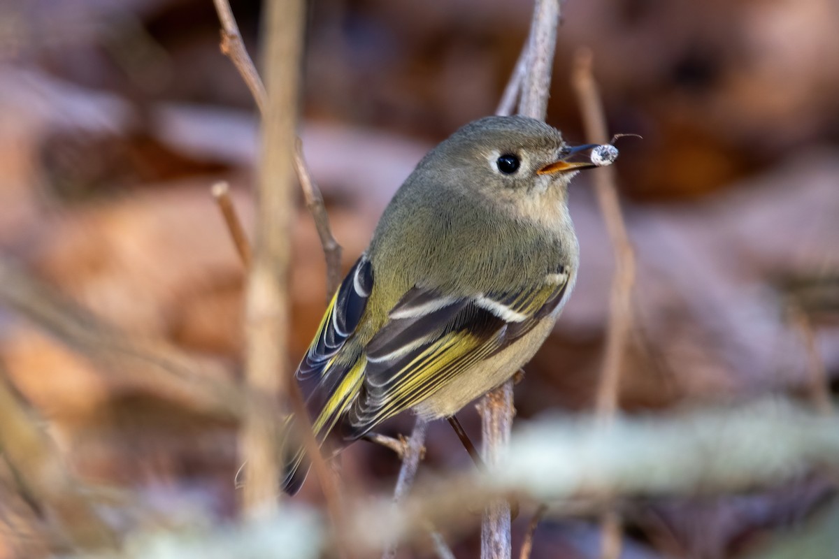 Ruby-crowned Kinglet - ML614348951