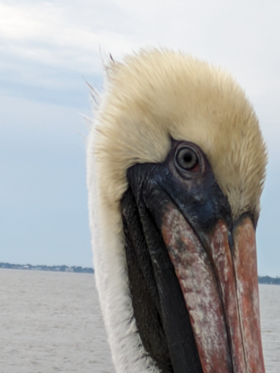 pelikán hnědý - ML614349060