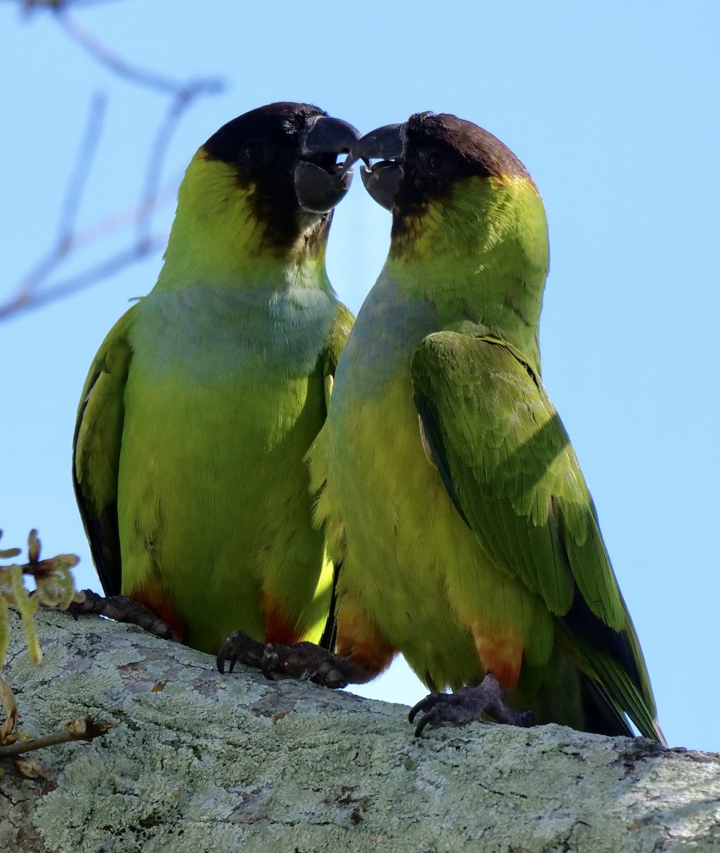 Nanday Parakeet - ML614349109