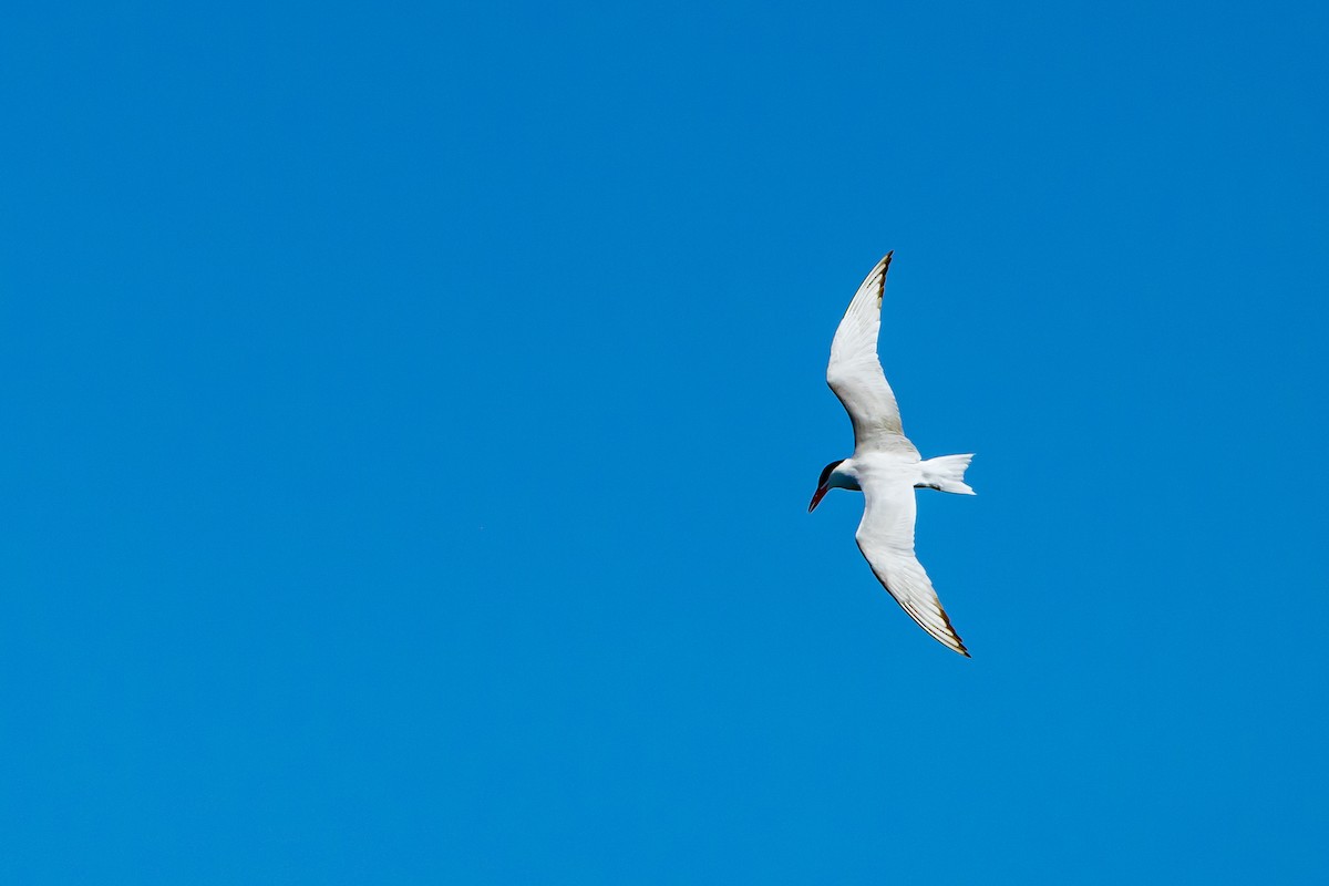 Caspian Tern - ML614349412