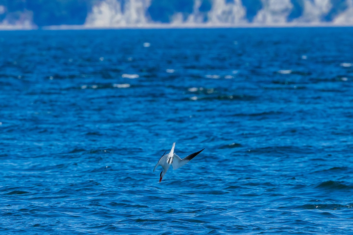 Caspian Tern - ML614349419