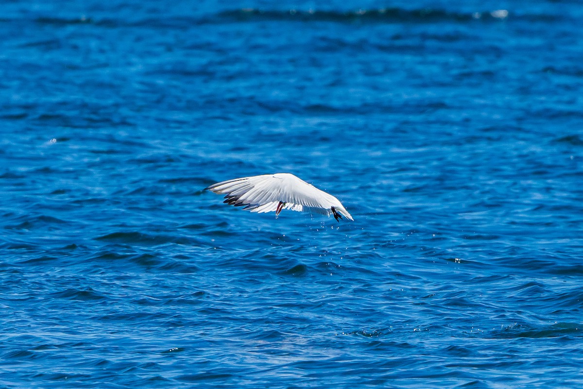 Caspian Tern - ML614349421