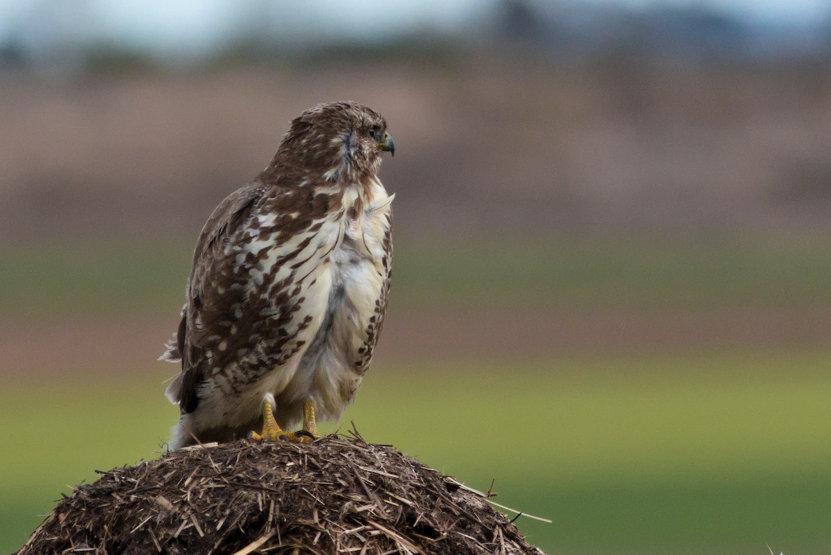 Common Buzzard - ML614349423