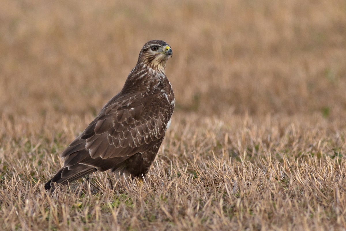 Common Buzzard - ML614349424