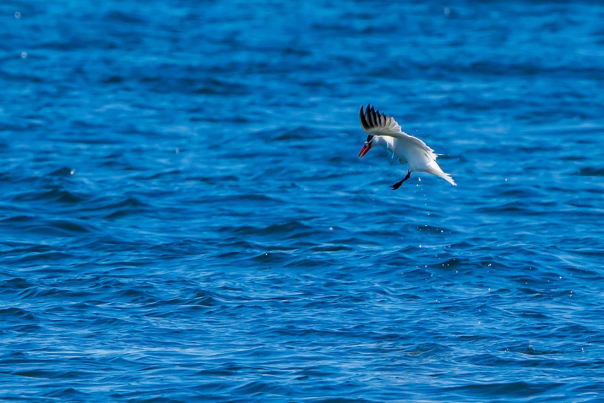 Caspian Tern - ML614349425