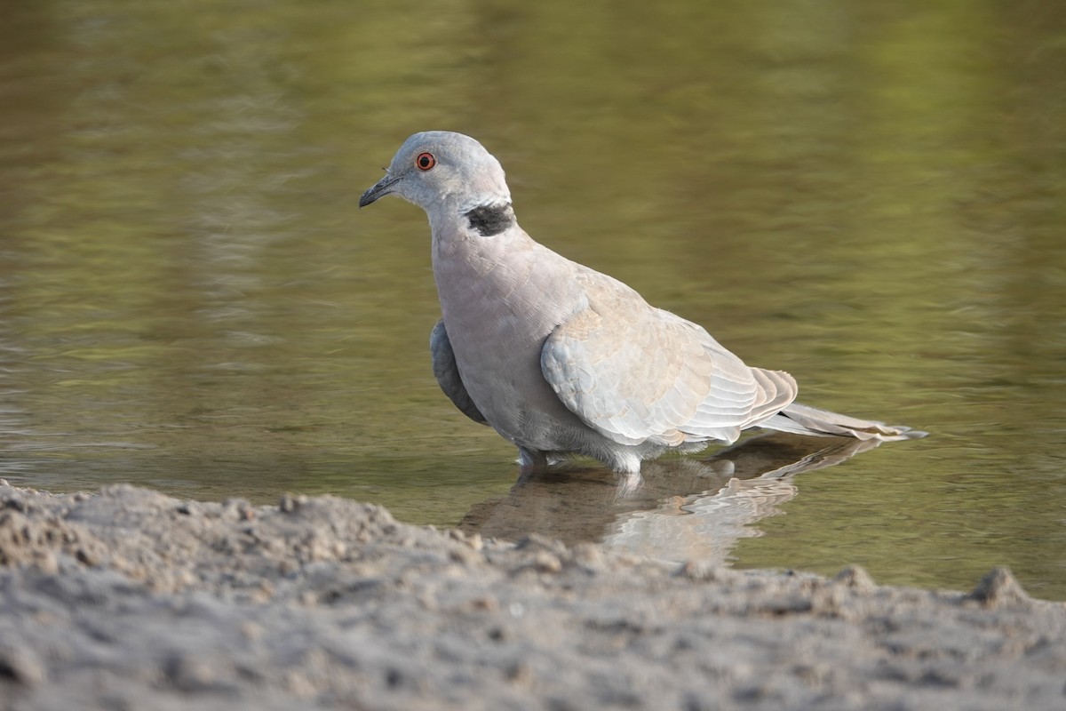 Mourning Collared-Dove - ML614349469