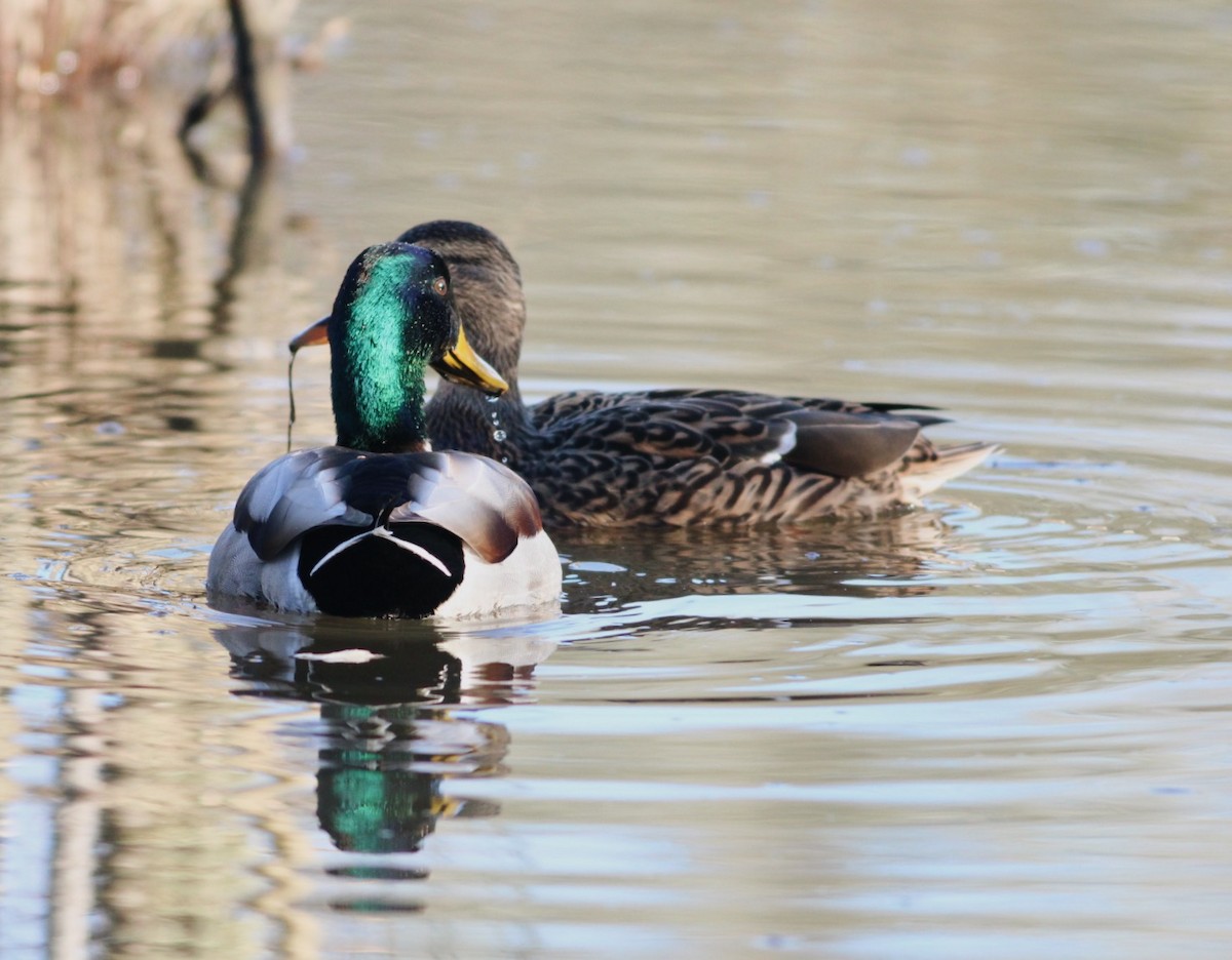 Canard colvert - ML614349483