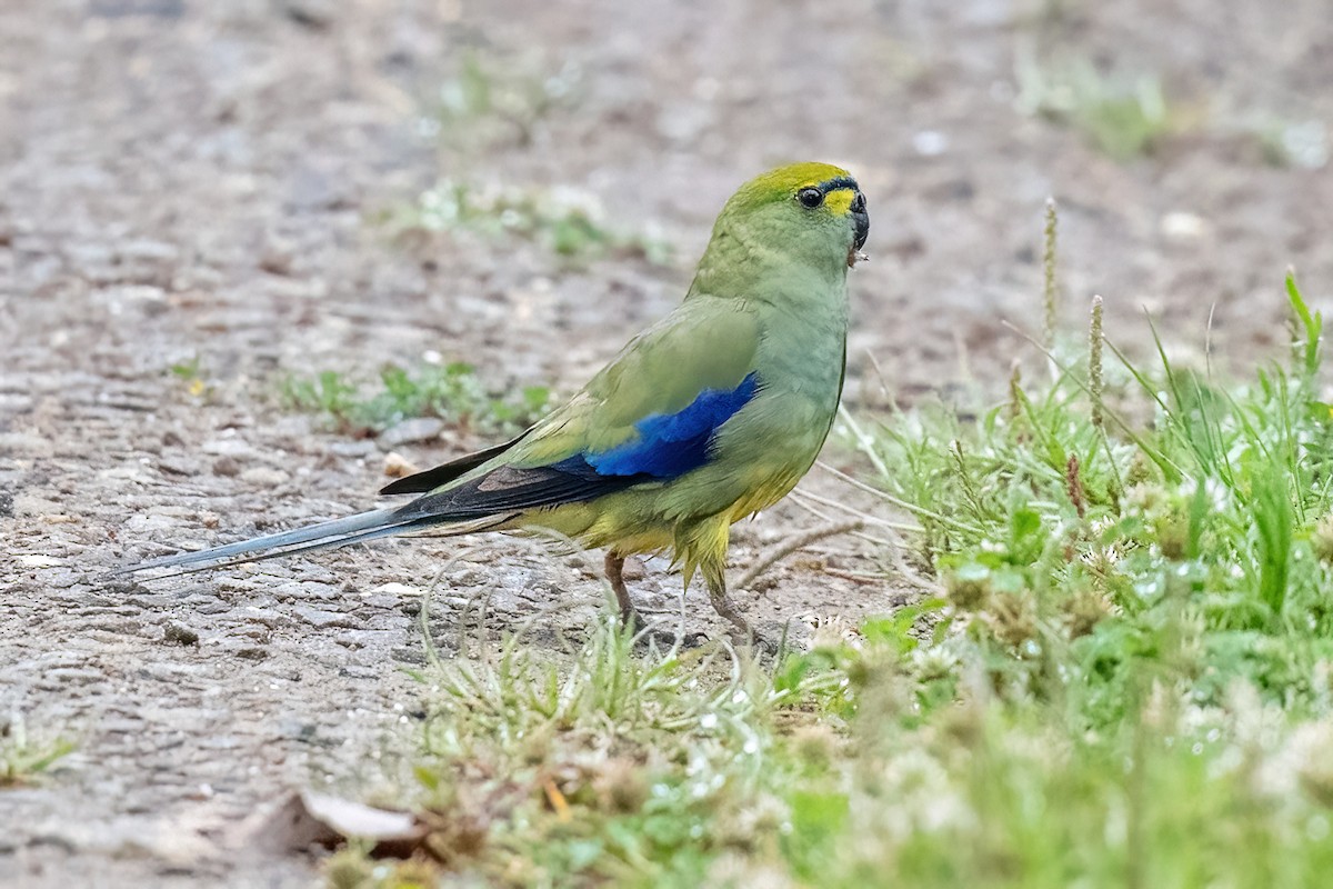 Blue-winged Parrot - ML614349534