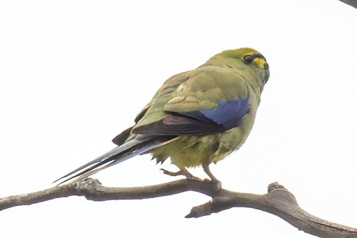 Blue-winged Parrot - ML614349538