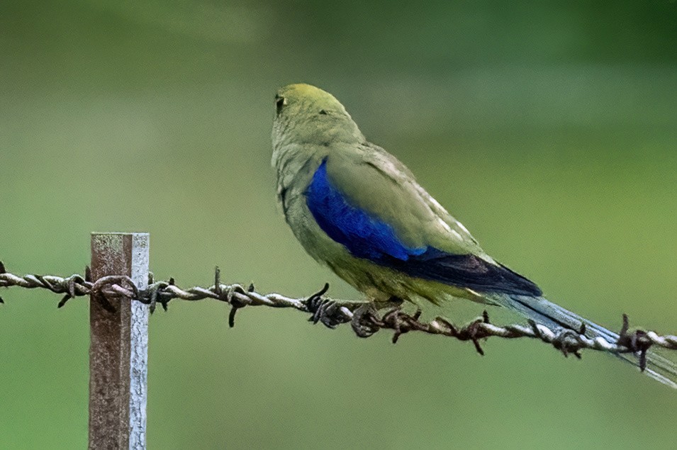 Blue-winged Parrot - ML614349540