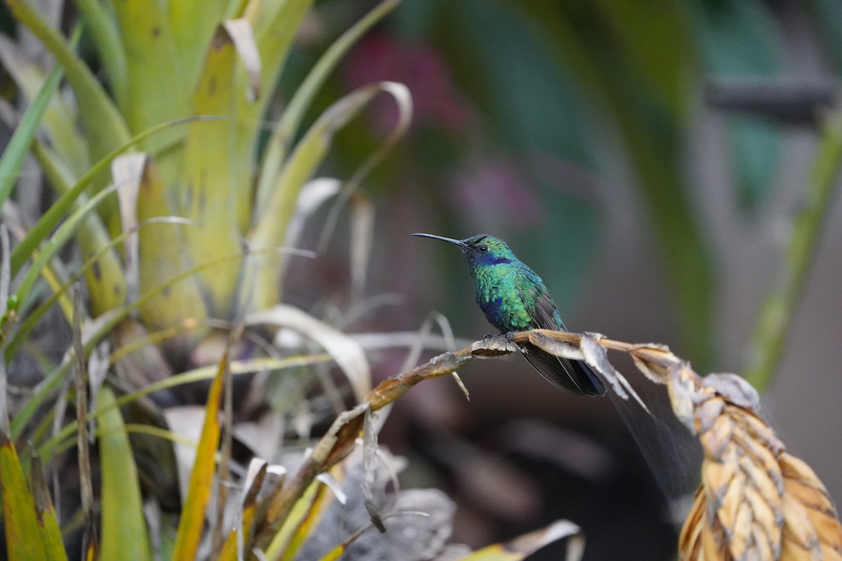 Sparkling Violetear - Michaël Deryckere