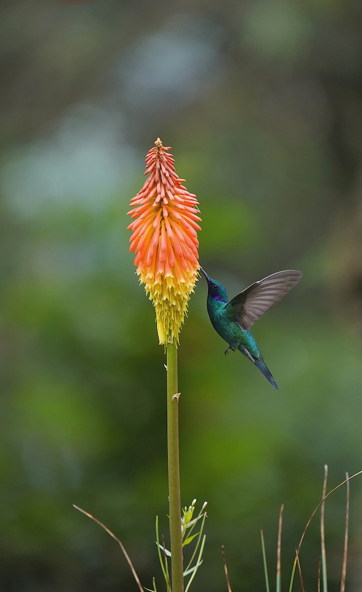 Western Emerald - ML614349635