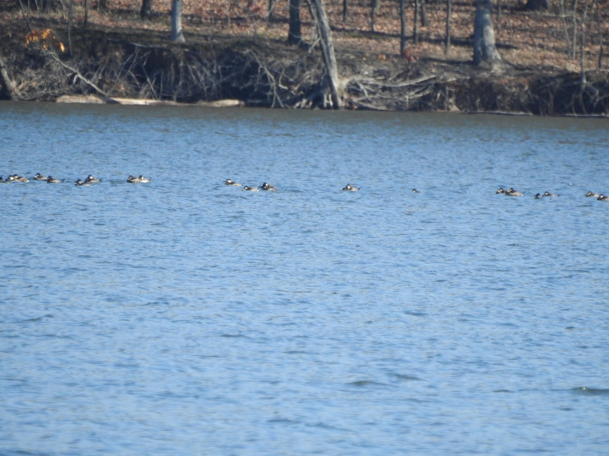 Ruddy Duck - ML614349655