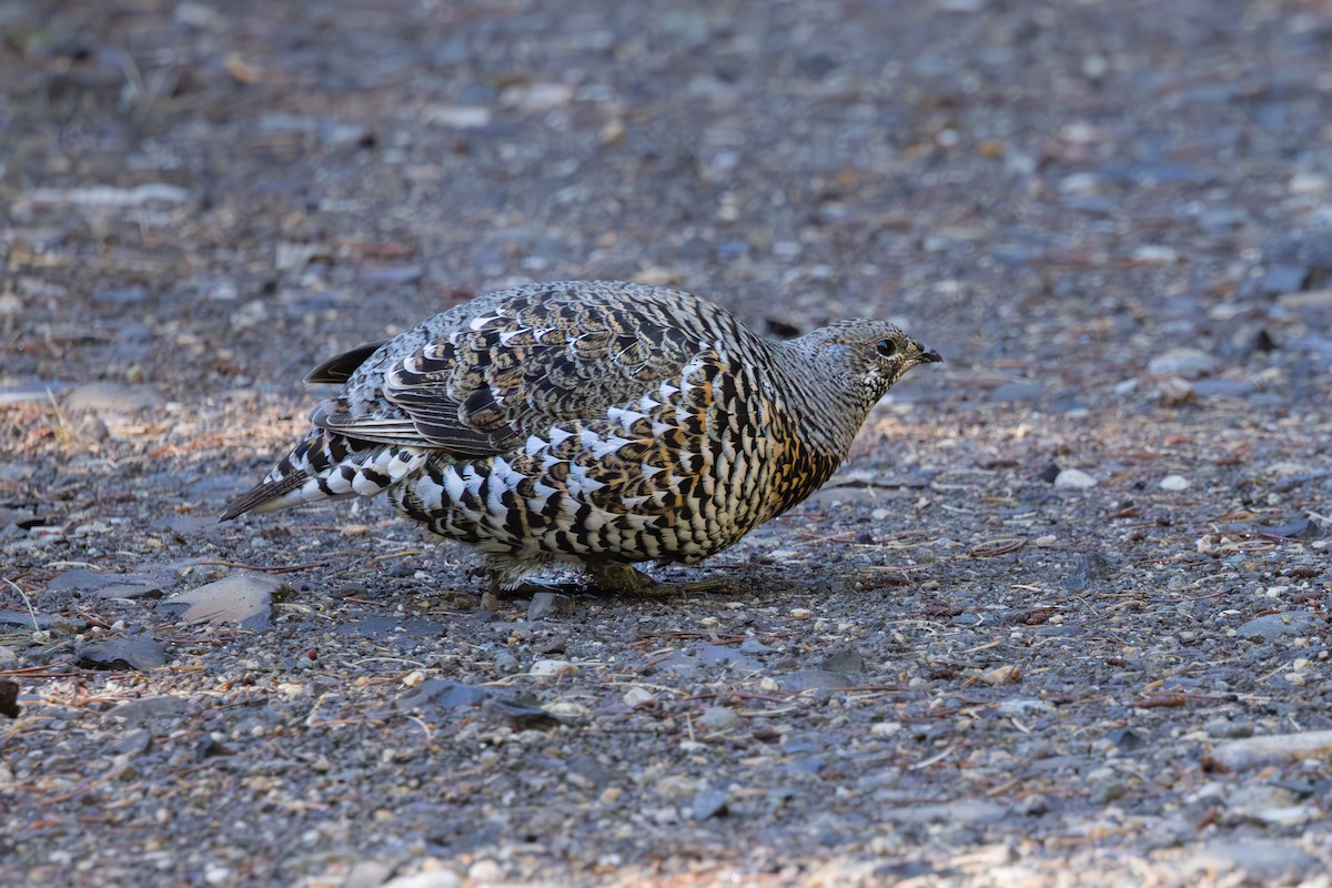 Spruce Grouse - Mason Flint