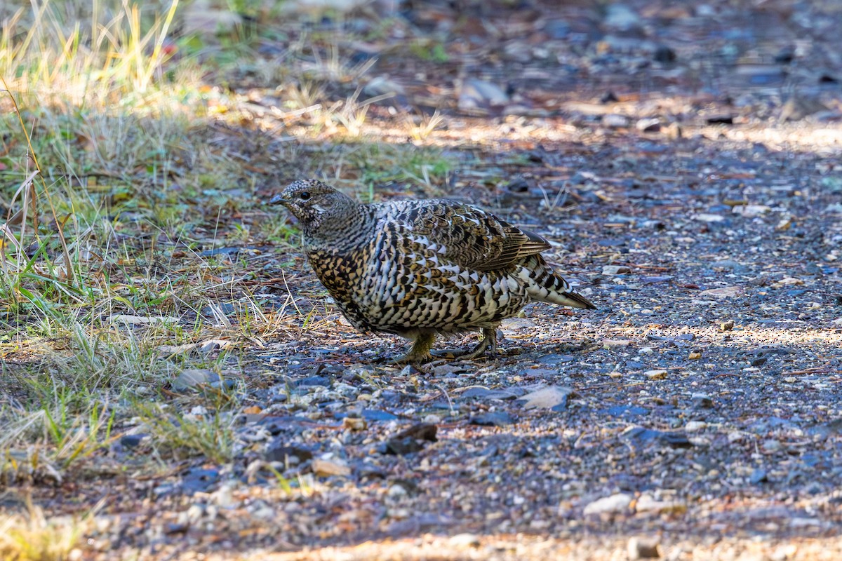 Spruce Grouse - Mason Flint