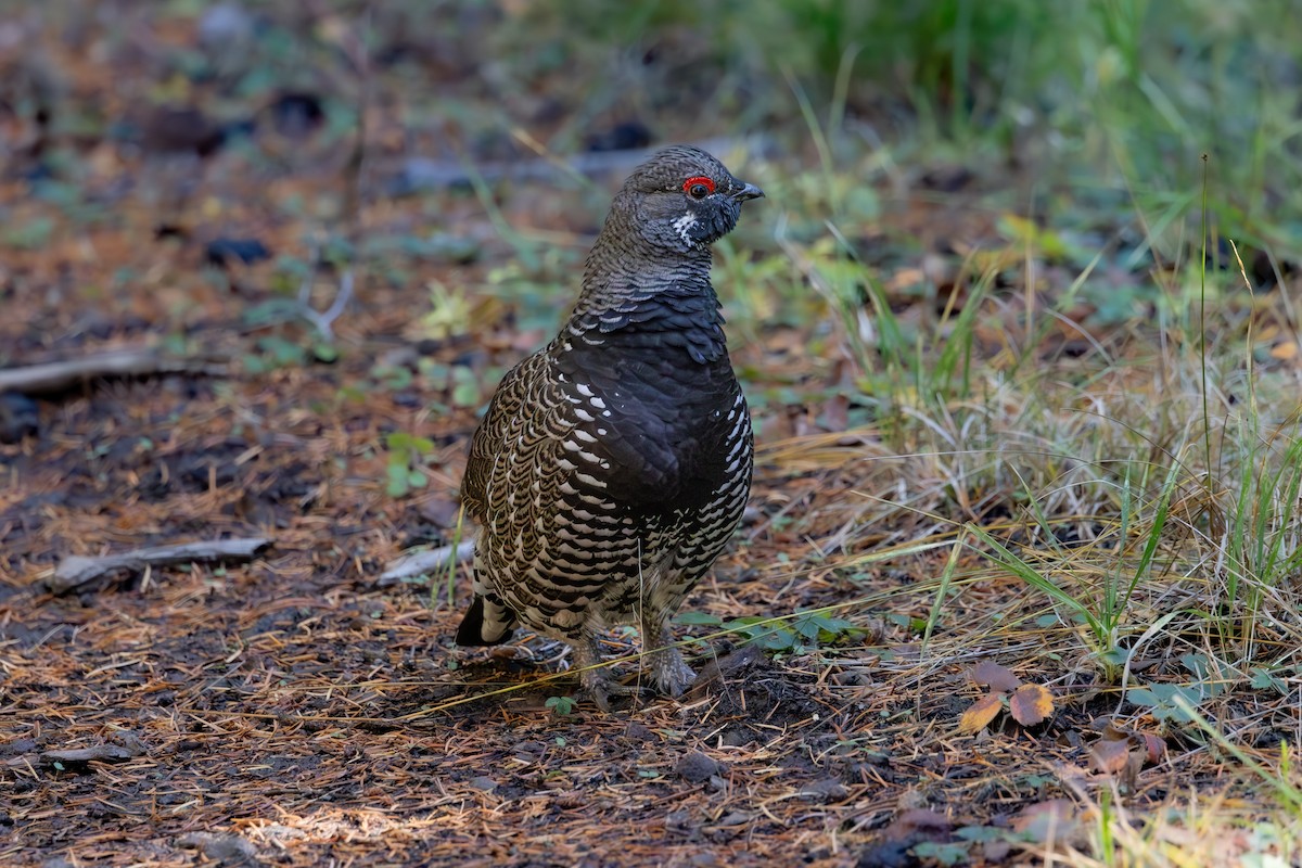 Spruce Grouse - Mason Flint