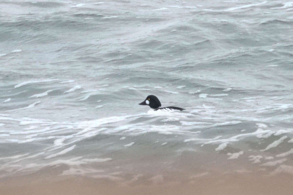 Common Goldeneye - ML614349760