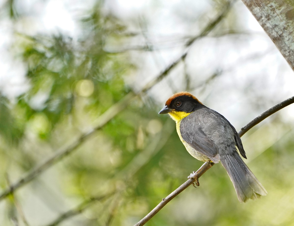 Yellow-breasted Brushfinch - ML614349804