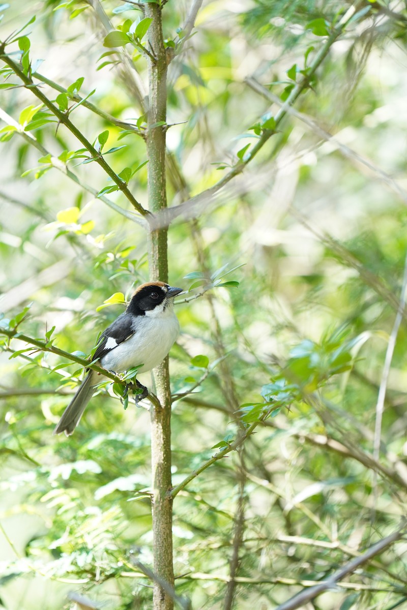 White-winged Brushfinch - ML614349818