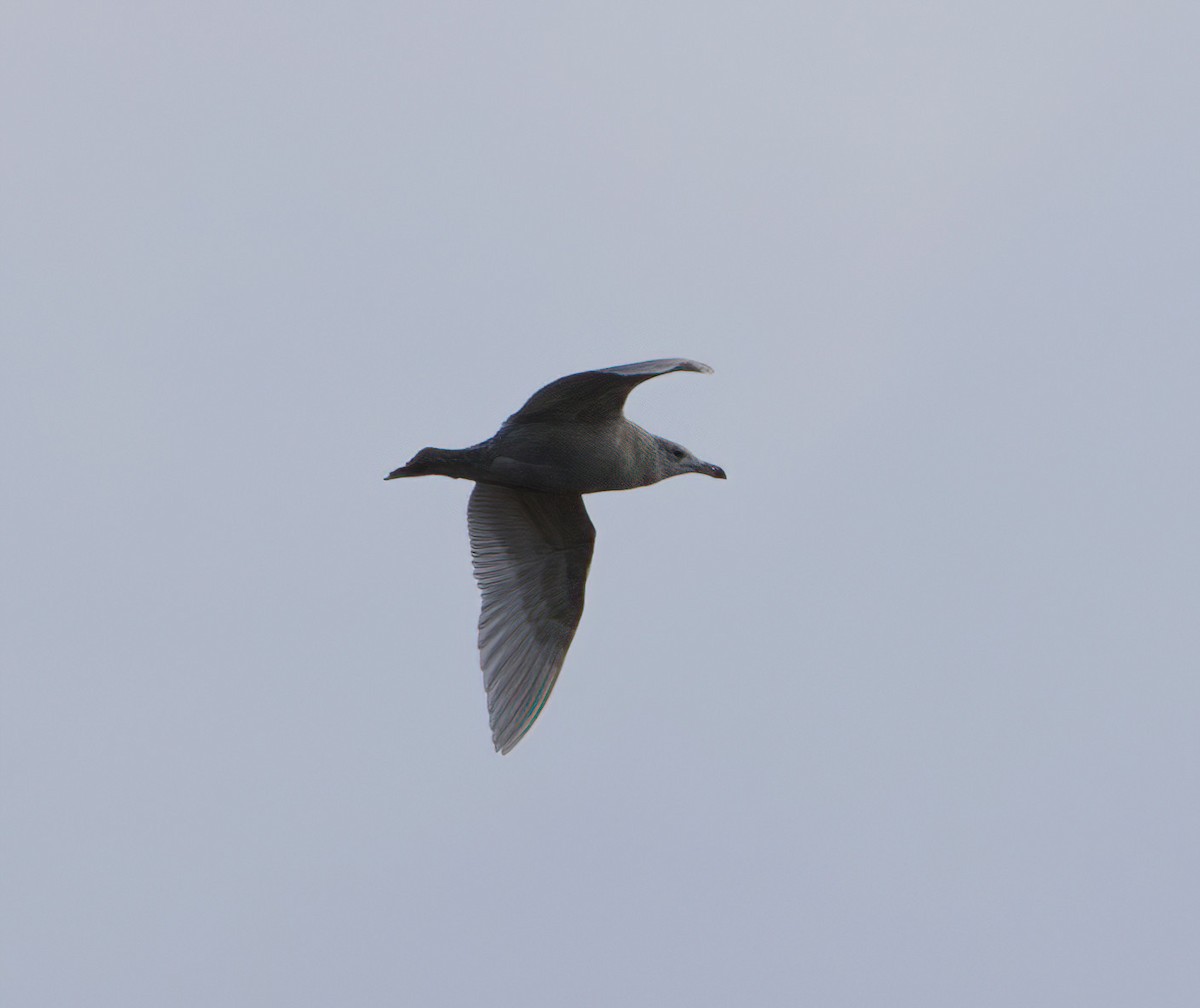 Glaucous Gull - Brendan Doe