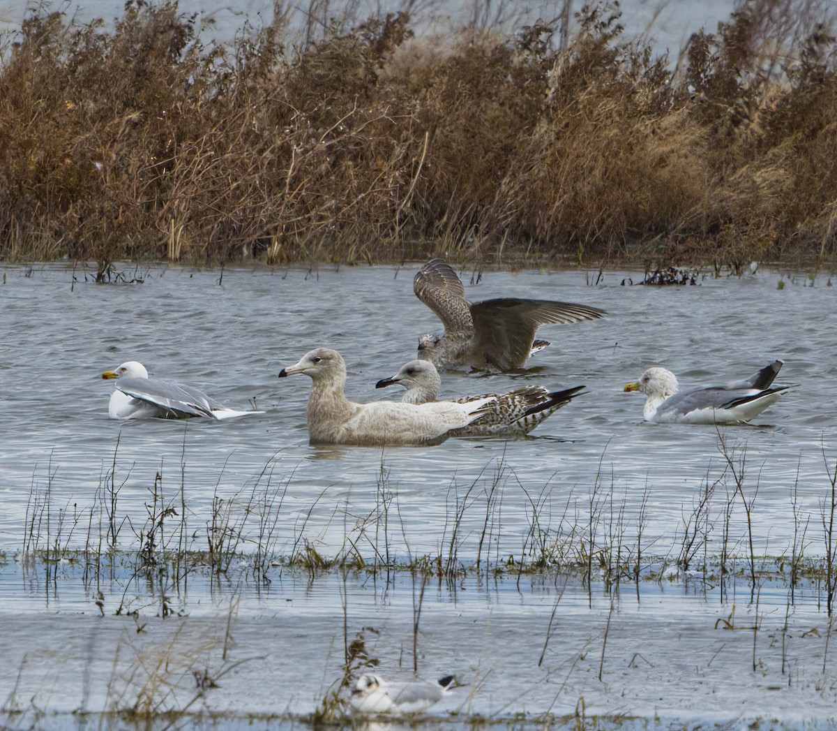 Glaucous Gull - Brendan Doe