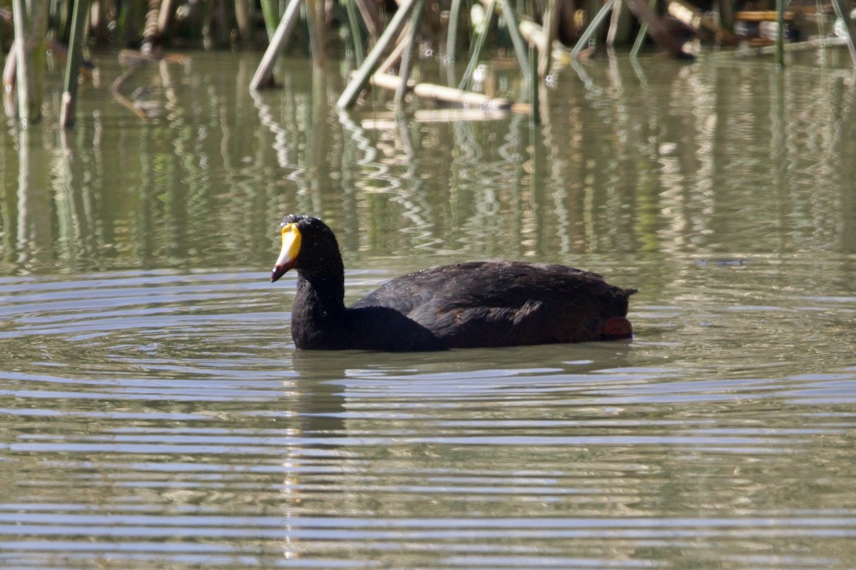 Giant Coot - ML614349937