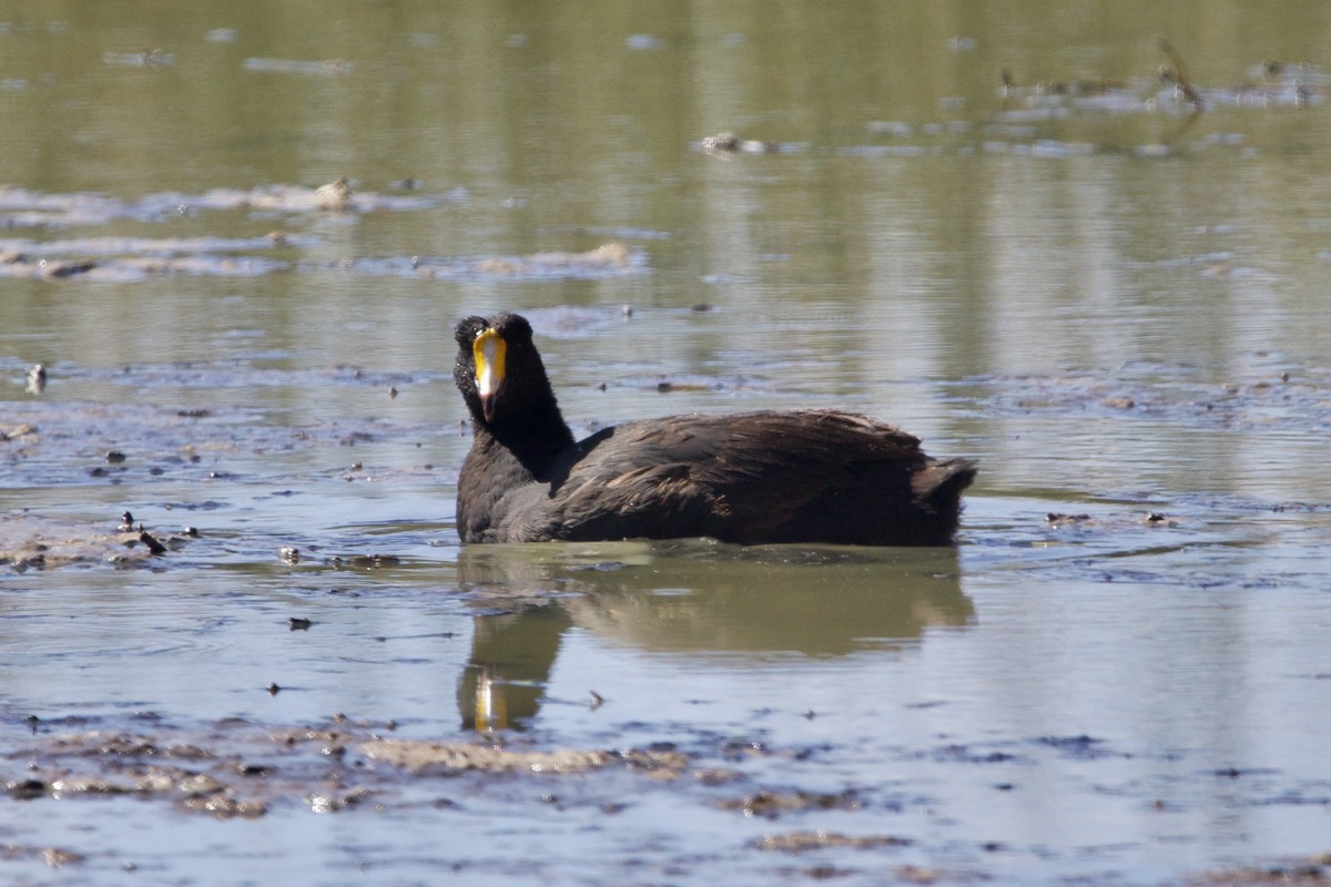 Giant Coot - ML614349938