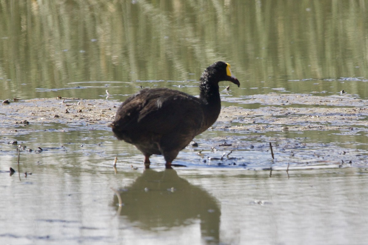 Giant Coot - ML614349939