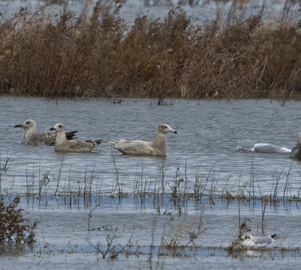 Glaucous Gull - Brendan Doe