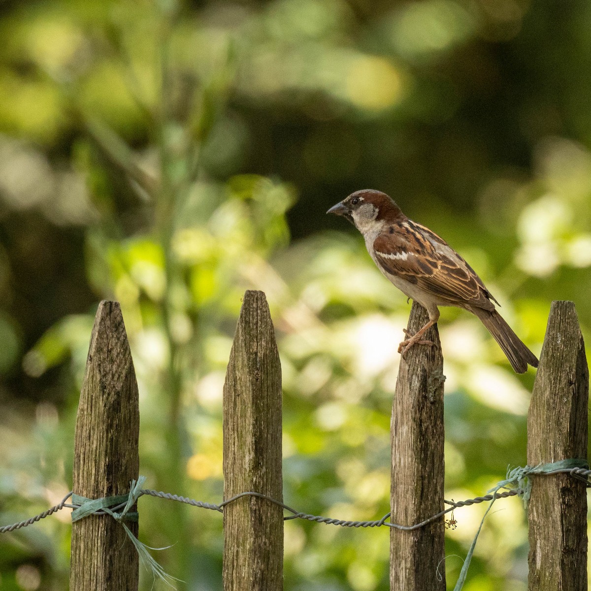 House Sparrow - ML614349942