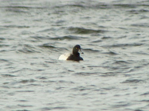 Greater Scaup - ML614349945