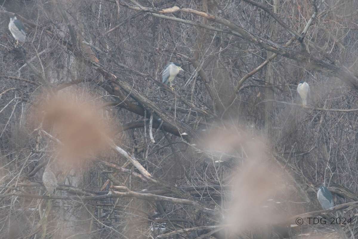 Black-crowned Night Heron - Thomas Gass