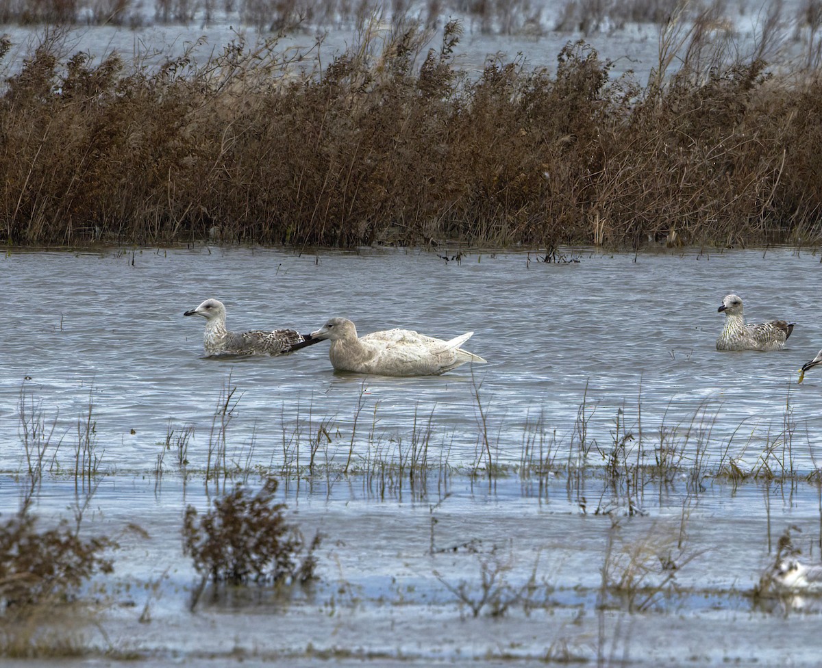 Glaucous Gull - Brendan Doe