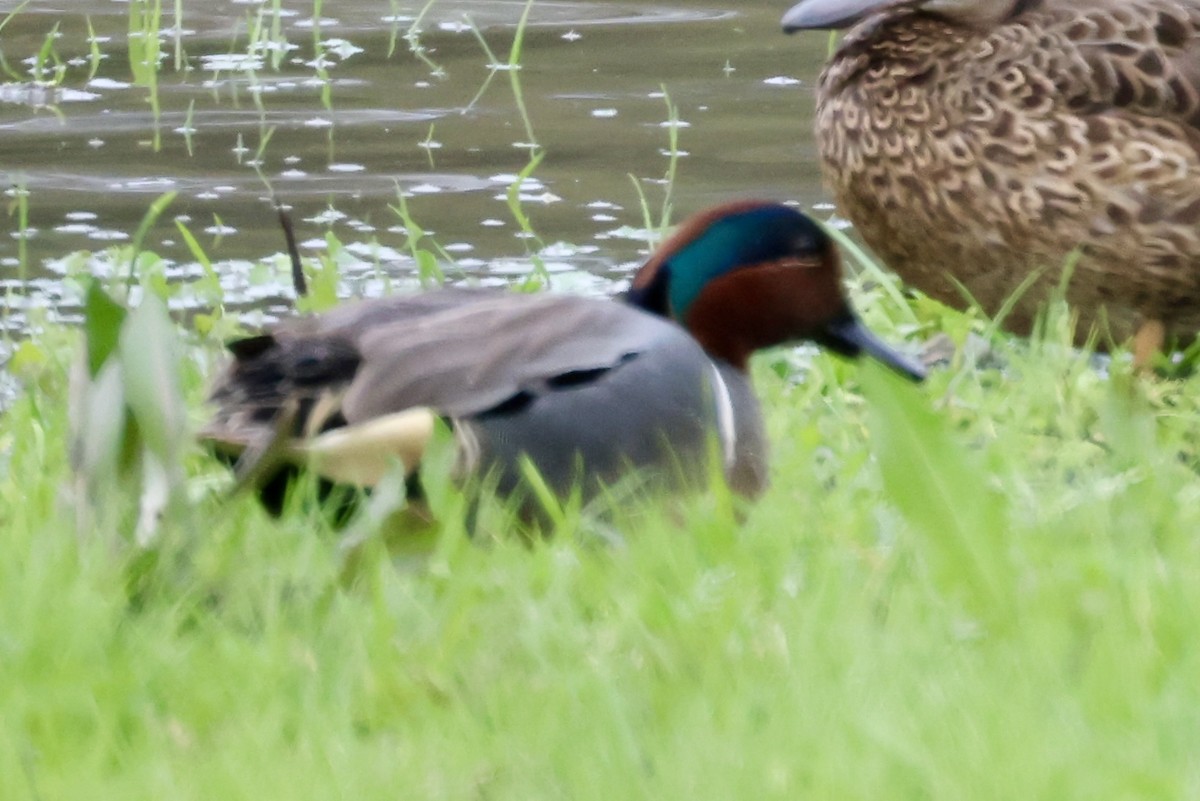 Green-winged Teal - ML614349988